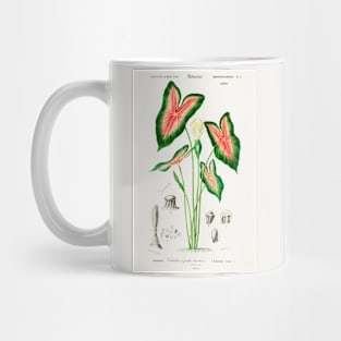 Elephant ear (Caladium bicolor) Mug